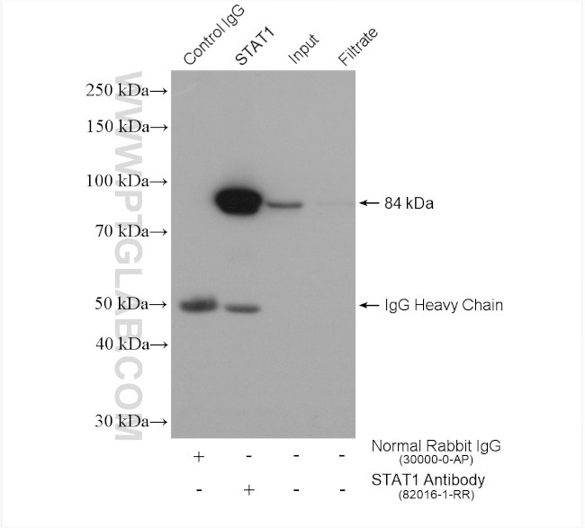 STAT1 Antibody in Immunoprecipitation (IP)