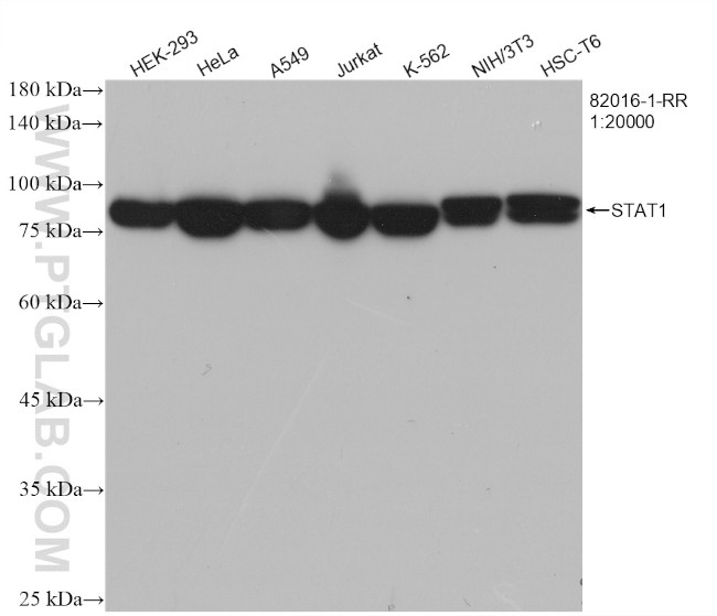 STAT1 Antibody in Western Blot (WB)