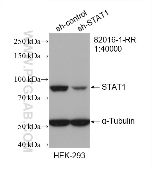 STAT1 Antibody in Western Blot (WB)