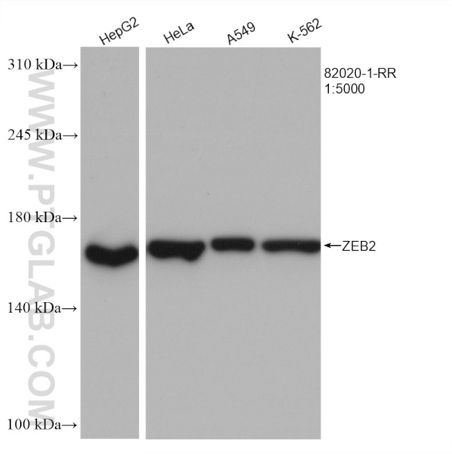 ZEB2 Antibody in Western Blot (WB)