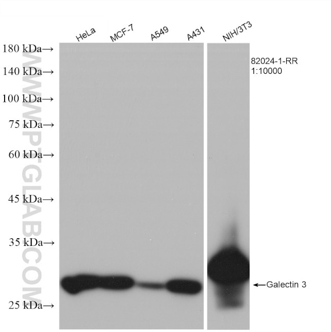 Galectin 3 Antibody in Western Blot (WB)