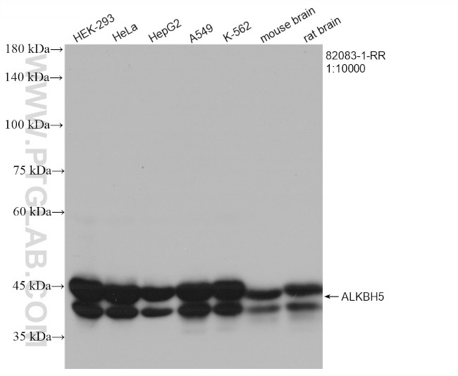 ALKBH5 Antibody in Western Blot (WB)