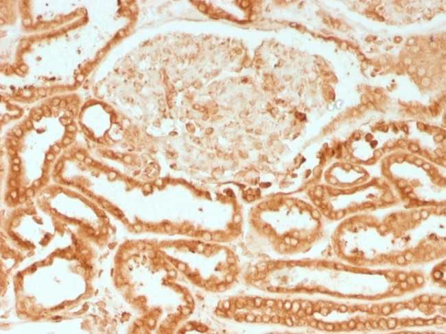 Calnexin Antibody in Immunohistochemistry (Paraffin) (IHC (P))