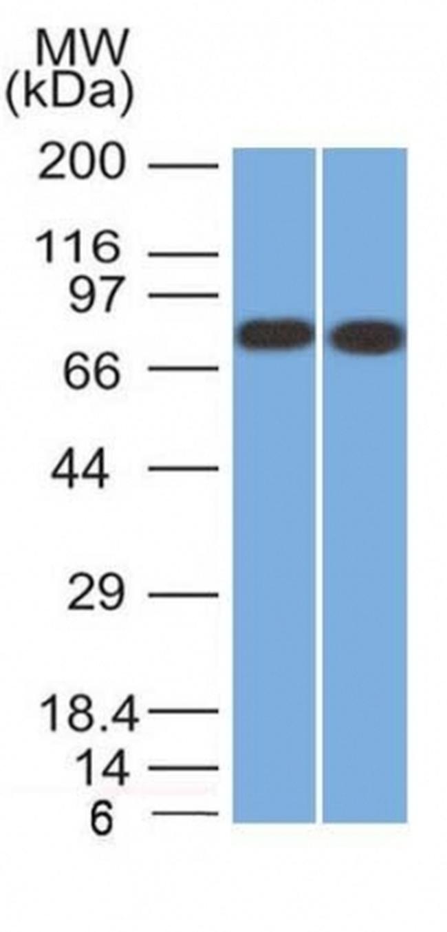 Calnexin Antibody in Western Blot (WB)