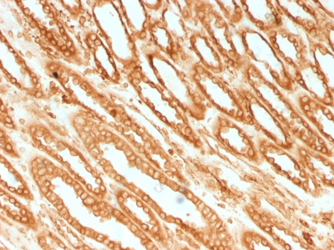 Calnexin Antibody in Immunohistochemistry (Paraffin) (IHC (P))