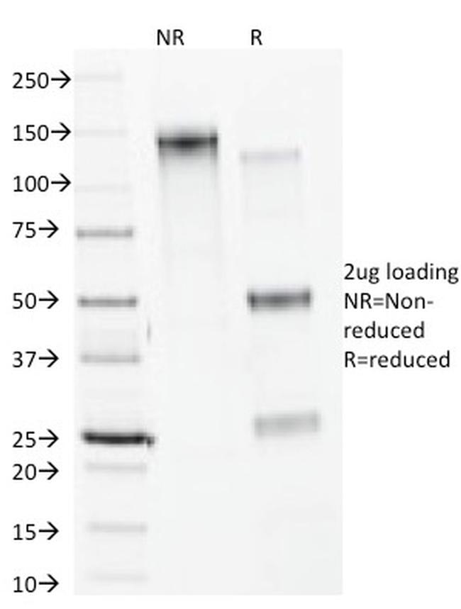 Calnexin Antibody in SDS-PAGE (SDS-PAGE)
