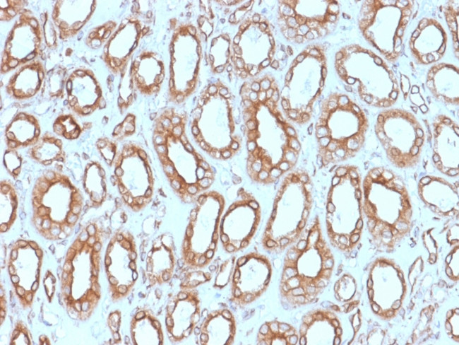 Calnexin Antibody in Immunohistochemistry (Paraffin) (IHC (P))