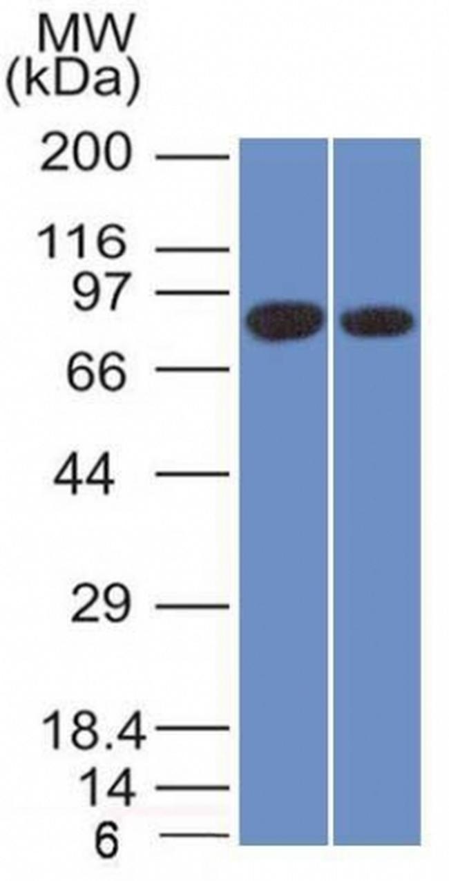 Calnexin Antibody in Western Blot (WB)