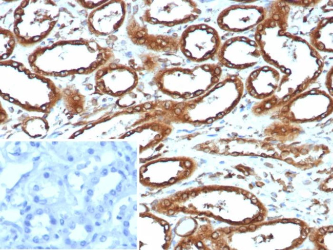 Calnexin (Endoplasmic Reticulum Marker) Antibody in Immunohistochemistry (Paraffin) (IHC (P))