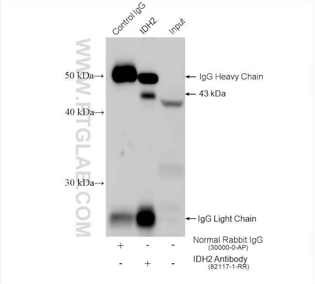 IDH2 Antibody in Immunoprecipitation (IP)