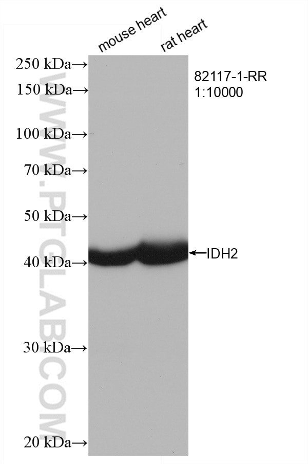 IDH2 Antibody in Western Blot (WB)