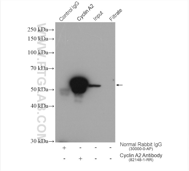 Cyclin A2 Antibody in Immunoprecipitation (IP)