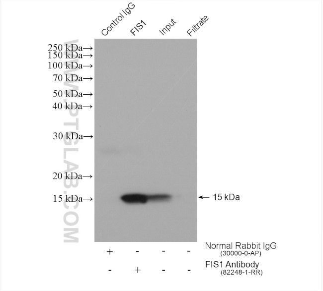 FIS1 Antibody in Immunoprecipitation (IP)