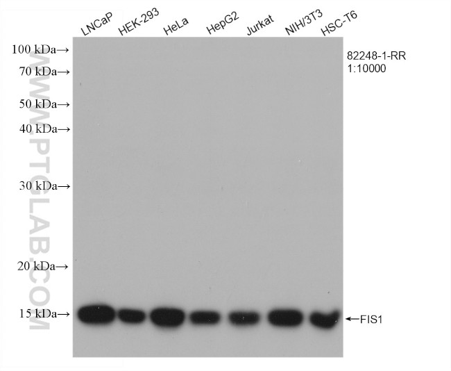 FIS1 Antibody in Western Blot (WB)