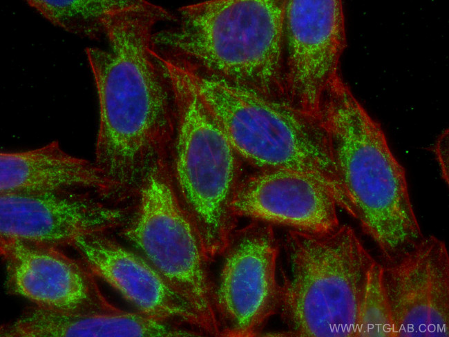 ATP5A1 Antibody in Immunocytochemistry (ICC/IF)