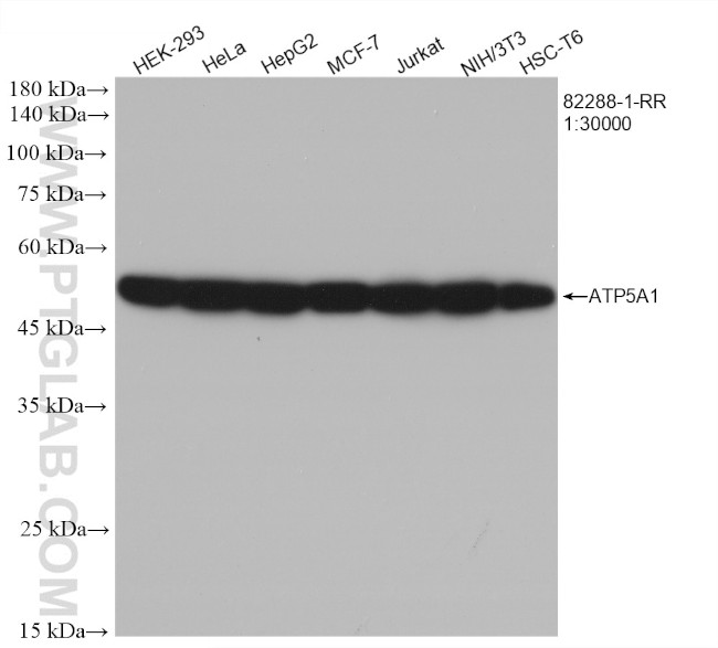 ATP5A1 Antibody in Western Blot (WB)