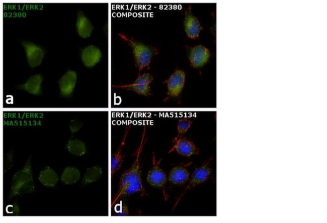 ERK1/ERK2 Antibody