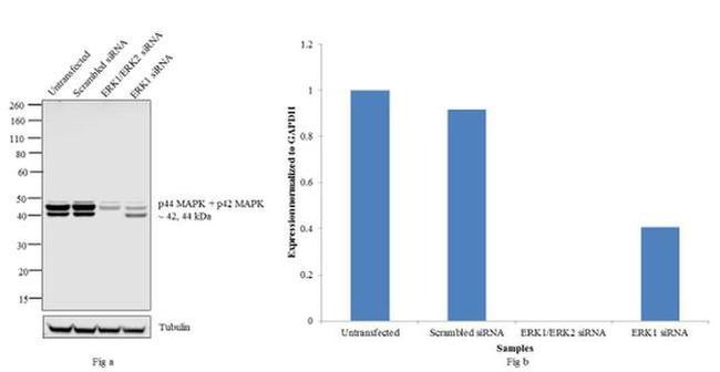 ERK1/ERK2 Antibody in Western Blot (WB)