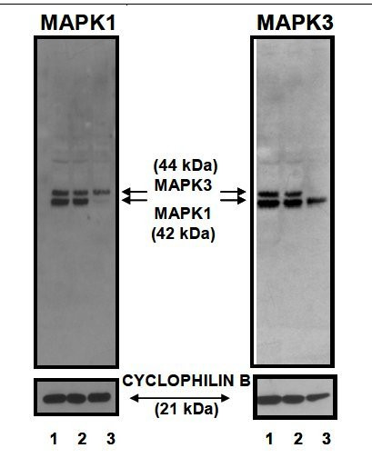 ERK1/ERK2 Antibody in Western Blot (WB)