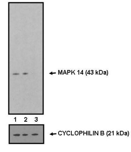 p38 MAPK alpha Antibody in Western Blot (WB)