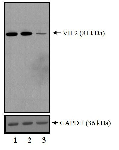 Ezrin Antibody in Western Blot (WB)