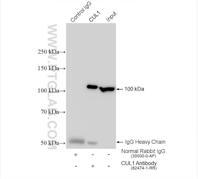 CUL1 Antibody in Immunoprecipitation (IP)