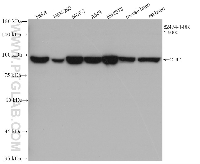 CUL1 Antibody in Western Blot (WB)