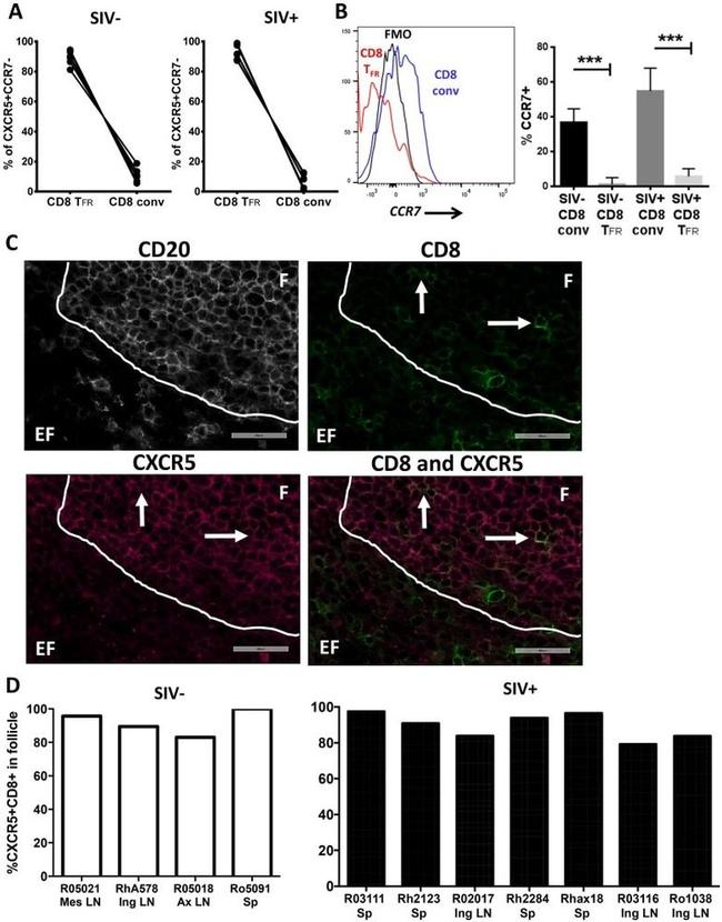 CD8a Antibody in Flow Cytometry (Flow)