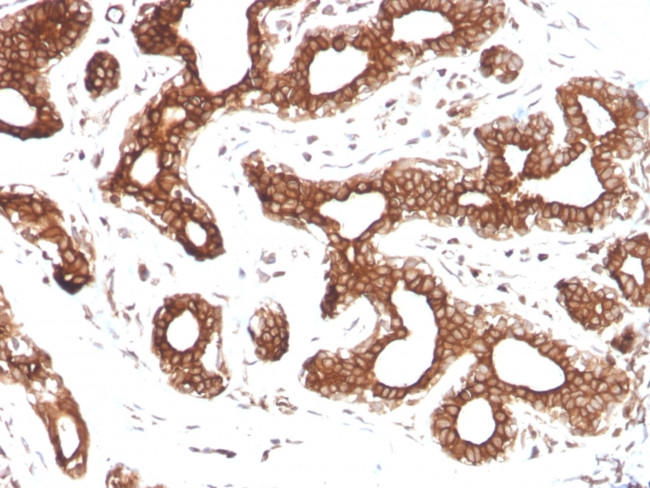 Calpastatin Antibody in Immunohistochemistry (Paraffin) (IHC (P))