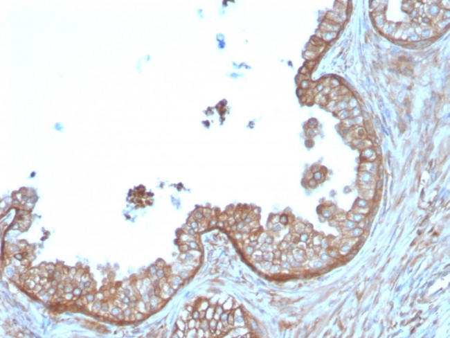 Calpastatin Antibody in Immunohistochemistry (Paraffin) (IHC (P))