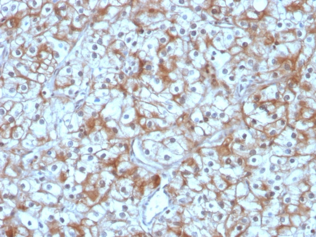 Calpastatin Antibody in Immunohistochemistry (Paraffin) (IHC (P))