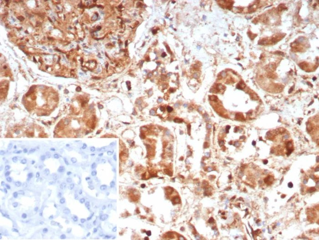 CASP7/Caspase-7 Antibody in Immunohistochemistry (Paraffin) (IHC (P))