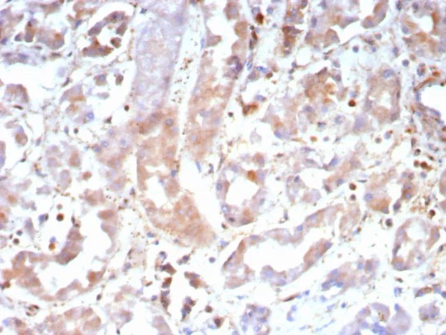 CASP7/Caspase-7 Antibody in Immunohistochemistry (Paraffin) (IHC (P))