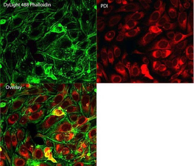 Mouse IgG (H+L) Secondary Antibody in Immunocytochemistry (ICC/IF)