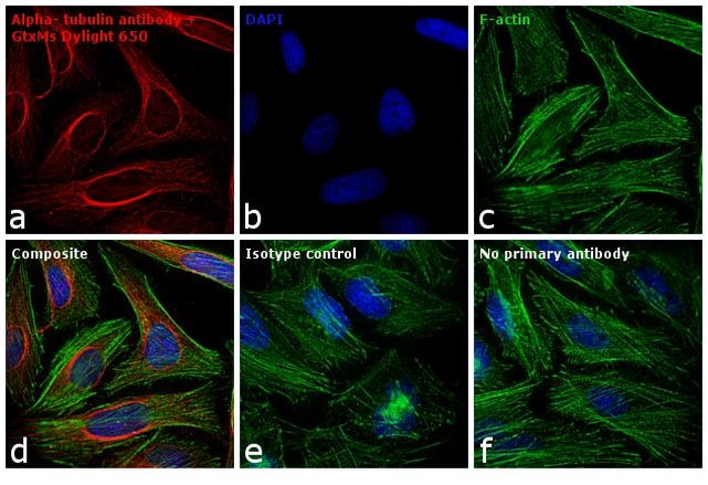 Mouse IgG (H+L) Secondary Antibody in Immunocytochemistry (ICC/IF)