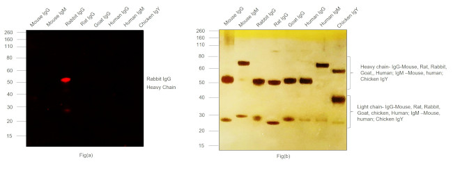 Rabbit IgG (H+L) Secondary Antibody