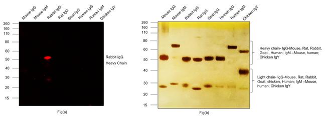 Rabbit IgG (H+L) Secondary Antibody in Western Blot (WB)