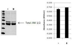 Multispecies JNK1/JNK2 (Total) InstantOne™ ELISA Kit
