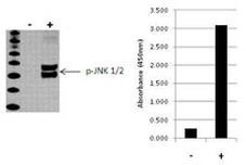 Multispecies JNK1/JNK2 (Phospho) [pT183/pY185] InstantOne™ ELISA Kit