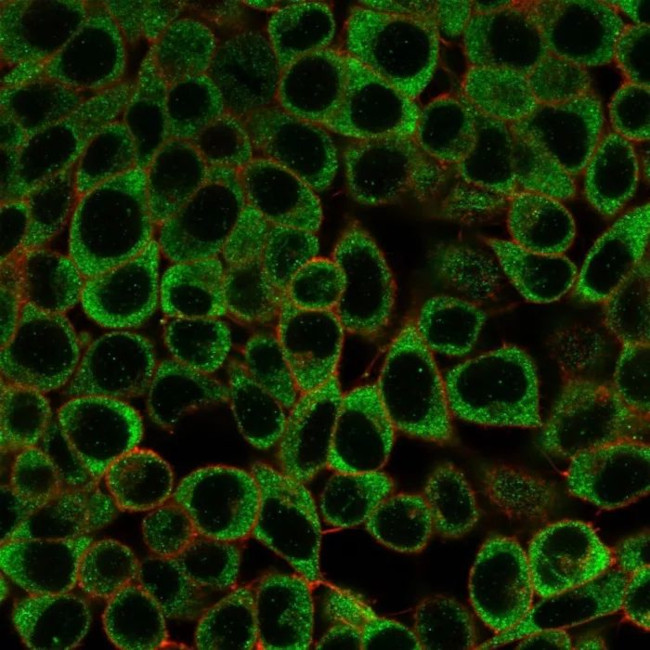 YBX3 (Transcription Factor) Antibody in Immunocytochemistry (ICC/IF)