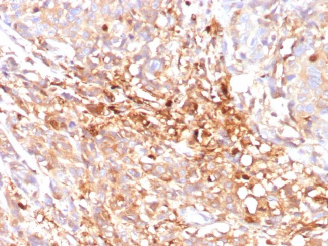 ABCC11/ATP Binding Cassette Subfamily C Member 11 Antibody in Immunohistochemistry (Paraffin) (IHC (P))