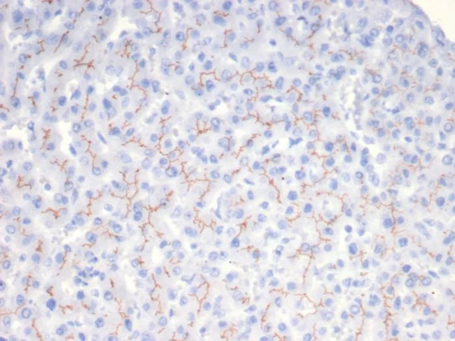 ABCB11/BSEP Antibody in Immunohistochemistry (Paraffin) (IHC (P))