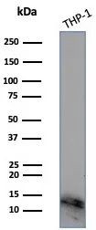 ABCB11/BSEP Antibody in Western Blot (WB)