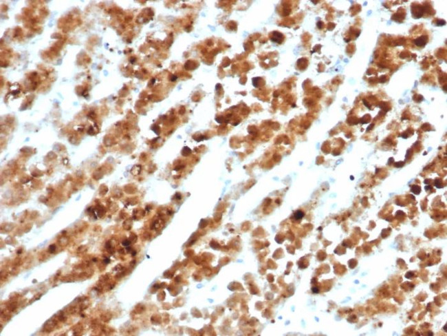 IL18RAP/CD218b Antibody in Immunohistochemistry (Paraffin) (IHC (P))