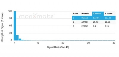 Histone Deacetylase 1 (HDAC3) Antibody in Peptide array (ARRAY)