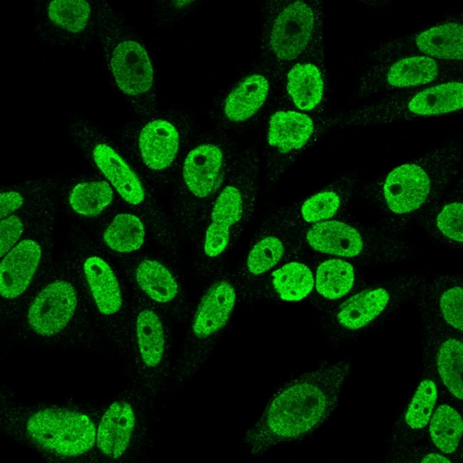 Cyclin B1 (G2- and M-phase Cyclin) Antibody in Immunocytochemistry (ICC/IF)