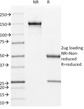 Cyclin B1 (G2- and M-phase Cyclin) Antibody in SDS-PAGE (SDS-PAGE)