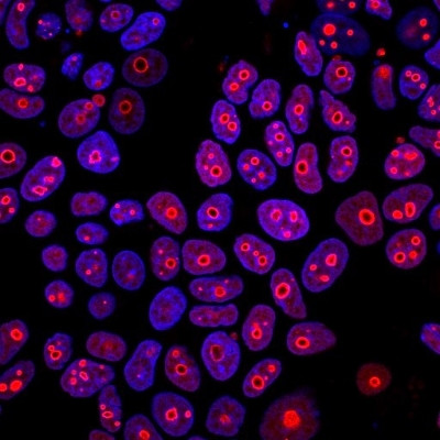 Cyclin B1 (G2- and M-phase Cyclin) Antibody in Immunocytochemistry (ICC/IF)