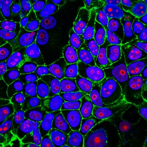 Cyclin B1 (G2- and M-phase Cyclin) Antibody in Immunocytochemistry (ICC/IF)