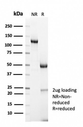 Cyclin B1 (G2 and M-phase Cyclin) Antibody in SDS-PAGE (SDS-PAGE)